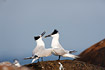 Sandwich tern - pair