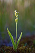 Photo ofFen Orchid (Liparis loeselii). Photographer: 