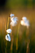 Broad-leaved cottongrass