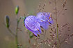Foto af Liden Klokke (Campanula rotundifolia). Fotograf: 