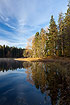 Pines and their reflection in the calm water of a swedish forest lake