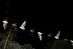 Flight path of a bat photographed with stroboscopic flash. The species id is tentative.