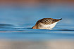 Dunlin searching for food under water