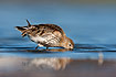 Dunlin searching for food