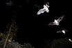 Flight path of a bat photographed with stroboscopic flash. The species id is tentative.
