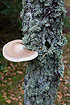 Birch Bracket on lichen covered birch trunk