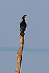 Great Cormorant resting