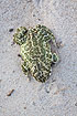 Green toad seen from above