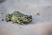 Green Toad in sand
