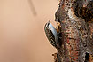 Photo ofEurasian Treecreeper (Certhia familiaris). Photographer: 