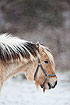 Horse during snowfall
