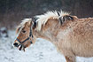 Grinning horse during snowfall