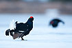 Lekking black grouse on frozen lake