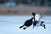 Blured image of fighting black grouse