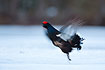 Motion blured image of a male black grouse