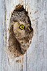 Tengmalms Owl looking out of the nest hole