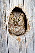 Tengmalms Owl looking out of the nest hole