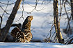 Female capercaillie