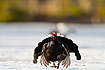 Displaying black grouse on ice covered lake