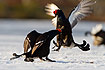 Fighting black grouse