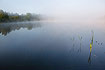 Misty summer morning by a small lake