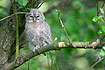 Newly fledged tawny owl
