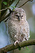 Tawny owl fledgling 