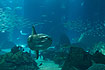 Photo ofOcean sunfish (common mola) (Mola mola). Photographer: 