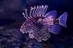 Photo ofRed Lionfish (Pterois volitans). Photographer: 