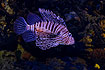 Red lionfish (captive)