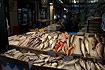Fish market in Lisboa