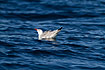 Audouins Gull resting on open sea