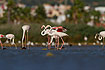 Foto af Stor Flamingo (Phoenicopterus ruber roseus). Fotograf: 