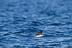 Photo ofBalearic shearwater (Puffinus mauretanicus). Photographer: 