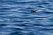 Photo ofWilsons Storm Petrel (Oceanites oceanicus). Photographer: 