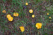 Chanterelles in wet grass