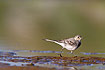 Whtie wagtail - juvenile