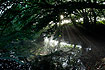 Morning light through a tree canopy