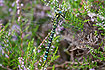 Southern hawker in heather