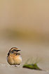 Pied wheatear - young