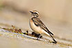 Young pied wheatear (1st calender year)
