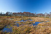 Bog in autumn with birch trees