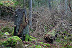 Broken pine tree in Fiby Urskog Nature Reserve