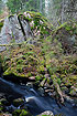 Moss covered rocks, streaming water and broken trees in the natural forest Fiby Urskog