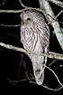Photo ofUral Owl (Strix uralensis). Photographer: 