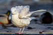 Iceland Gull in second winter plumage (third calender year)