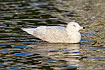 Iceland Gull in second winter plumage (third calender year)