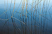 Reeds in calm water