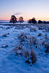 Winter dawn at a meadow area with alder trees