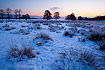 Dawn at a snowcovered meadow area with alder trees